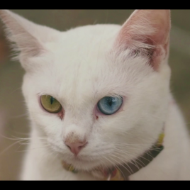 vlcsnap-2025-02-19-01h09m30s518